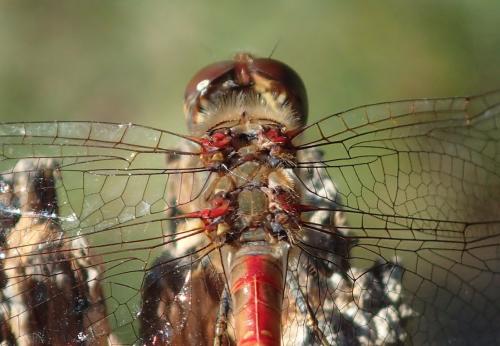 Sympetrum striolatum